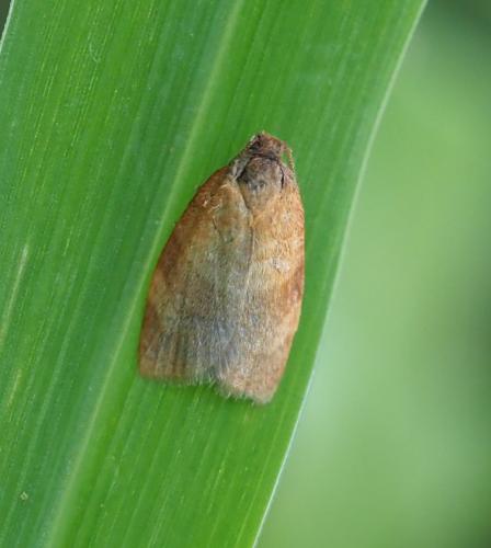 Réf. 237 052 : Cacoecimorpha pronubana